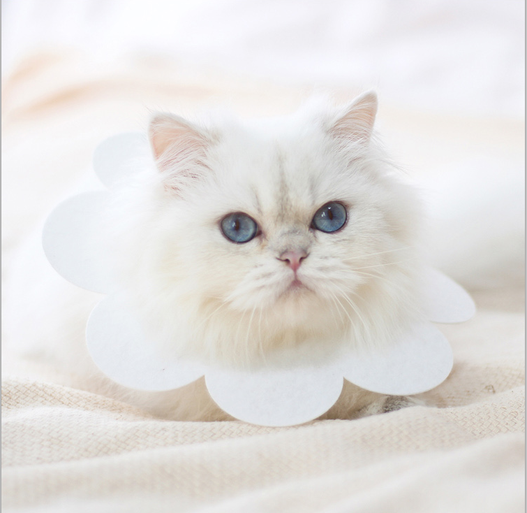 Gumijas apkakle zieda formā