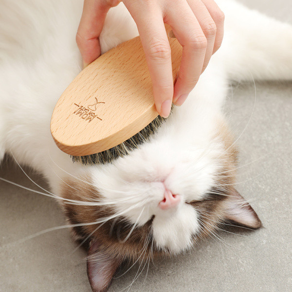 Fa macskabunda ecset