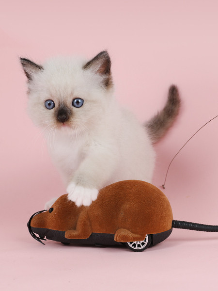 Котешка играчка мишка с дистанционно управление