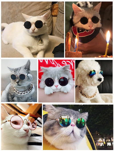 Котешки слънчеви очила