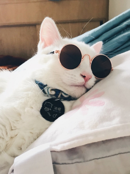 Katės akiniai nuo saulės