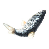 Lõbus elektriline mängukala, mis sobib kassidele