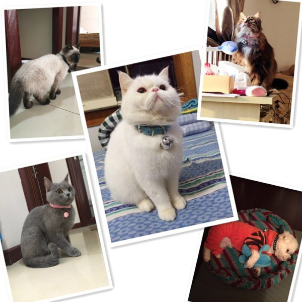 Κολάρο γάτας με πέτρες